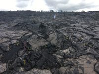 2019 oct 17 pahoehoe field along chain of craters road lin 2