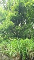 2020 july 14 approaching tree from below 4