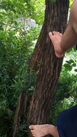 2020 july 14 climbing tree