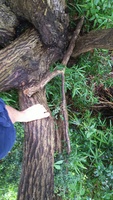 2020 july 14 in tree