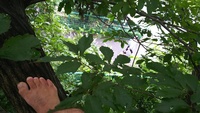 2020 july 14 looking down from tree