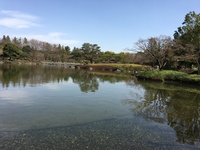 2020 mar 21 showa kinen park by lin lake in japanese garden