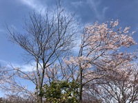 2020 mar 21 showa kinen park by yuna light sakura