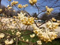 2020 mar 21 showa kinen park by yuna lil flowers