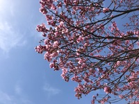 2020 mar 21 showa kinen park by yuna pink sakura 