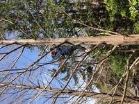 2020 mar 21 showa kinen park by yuna rob francois climbing tree 2