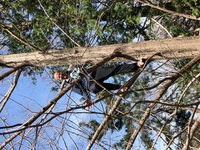 2020 mar 21 showa kinen park by yuna rob francois climbing tree 5