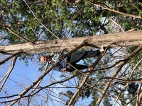 2020 mar 21 showa kinen park by yuna rob francois climbing tree 6