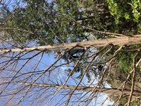 2020 mar 21 showa kinen park by yuna rob francois climbing tree 7