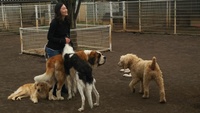 2020 feb 15 lin surrounded by dogs