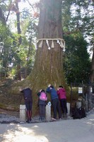 2020 feb 29 mt takao pics by jason fujiwara tree been here 450 years