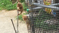 2020 aug 09 baby monkeys