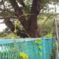 2020 aug 08 big tree behind the teal fence