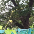 2020 aug 08 tree with a reaching vine tendril