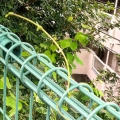 2020 aug 08 vine tendril through the fence