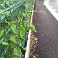 2020 aug 08 vines exploring the fence