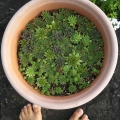 2020 jul 03 sacred botanical geometry