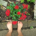 2020 jul 11 barefoot by red pentas flowers