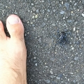 2020 jul 20 black and white spotted insect