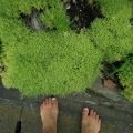 2020 jun 16 cute pale greenery