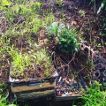 2020 jun 27 seedling trays on hillside