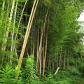2020 jun 27 tall bamboo grove