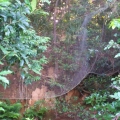 2020 may 29 net hanging in the trees