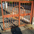 2020 may 29 old gate now decorative fence