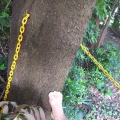 2020 may 29 tree eating a yellow chain