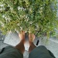 2020 nov 02 barefoot in blooming abelia