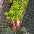 2020 oct 12 barefoot by pink vinca flowers