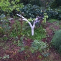 2020 oct 20 tree dressed like a ghost for halloween