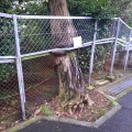 2020 oct 20 treeseatingthings