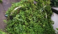 2020 sep 24 bicycle overtaken by weeds