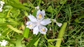 2021 may 13 neat white flowers