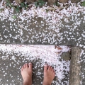 2021 apr 01 barefoot on fallen sakura petals