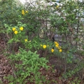 2021 apr 03 hello yellow flowers