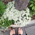 2021 apr 14 cute white flowers