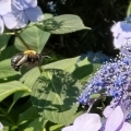 2021 jun 09 bee on blue hydrangea