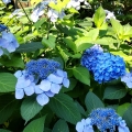 2021 jun 09 blue hydrangea bush