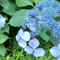 2021 jun 09 blue lacecap hydrangea