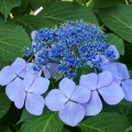 2021 jun 09 blue lacecap hydrangea closeup