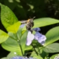 2021 jun 09 carpenter bee on hydrangea