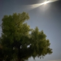 2021 oct 21 full moon above tree at night