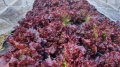 2022 02 01 155123 garden lettuce