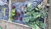 2022 02 01 155200 garden lettuce