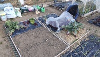 2022 02 01 155210 garden lettuce