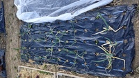2022 02 01 155216 garden lettuce
