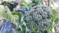 2022 02 01 155230 garden lettuce