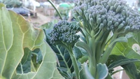 2022 02 01 155237 garden lettuce